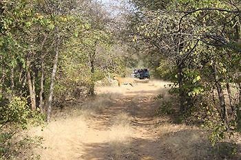 Jungle View Resort Савай-Мадхопур Экстерьер фото